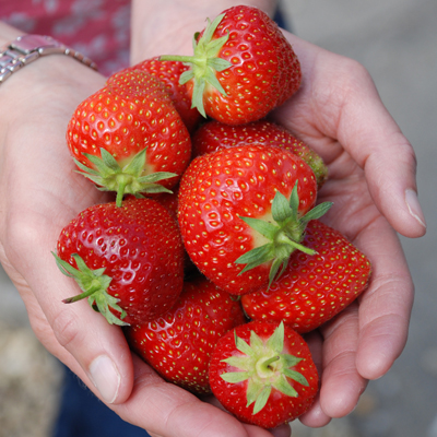 Strawberry Jam Recipe