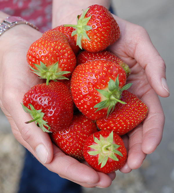 grow Strawberries