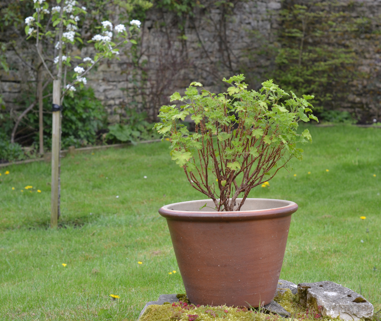 Grow Lemon Geraniums