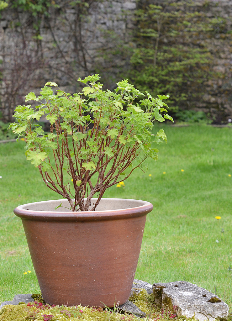 Grow Lemon Geraniums