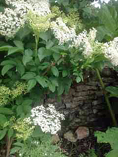 Elder flowers for Cordial