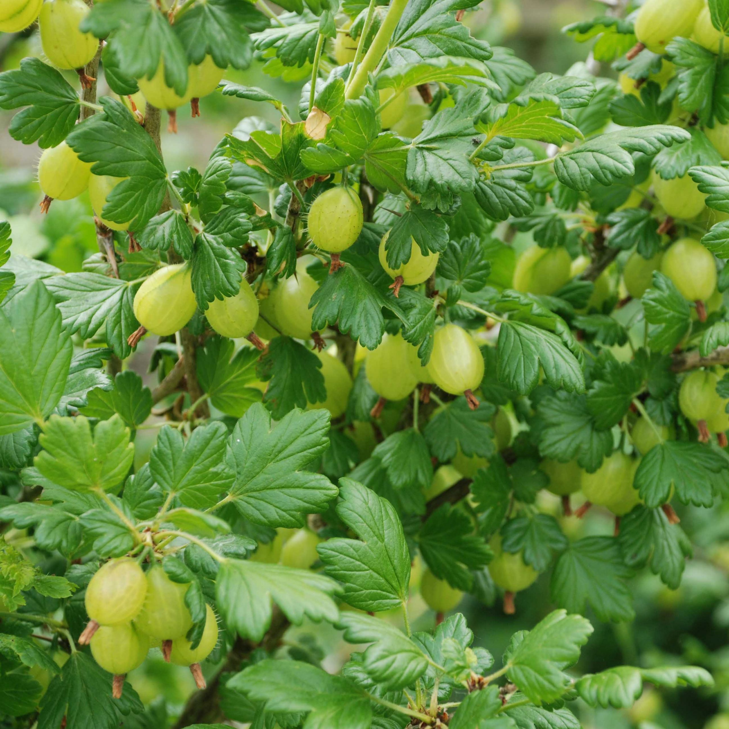Grow Gooseberries