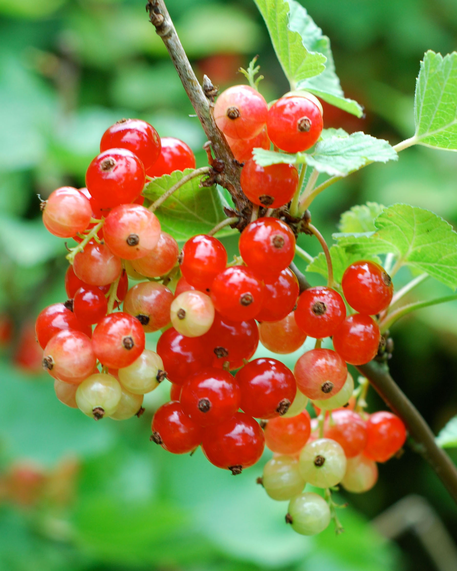 Red currants Vivien Lloyd