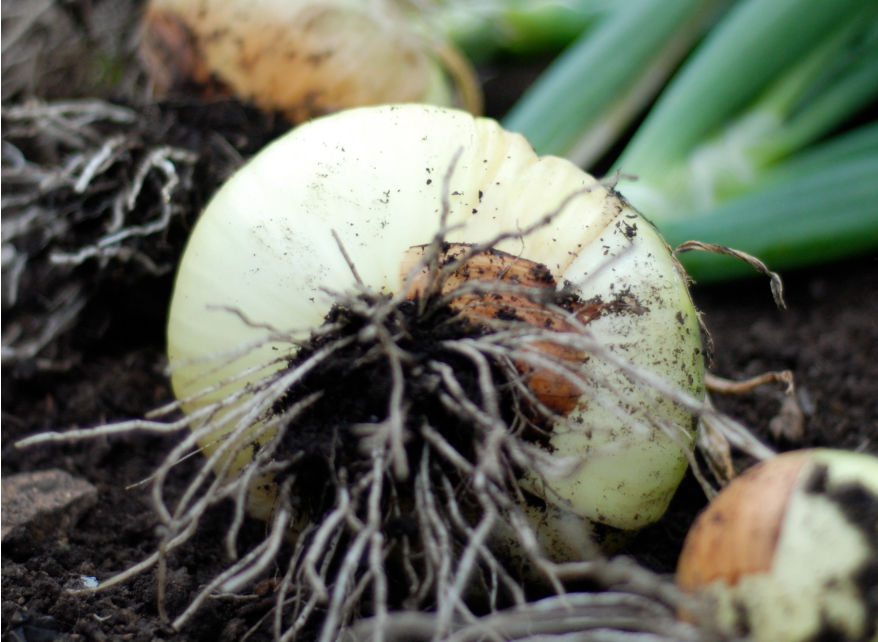 Grow great onions