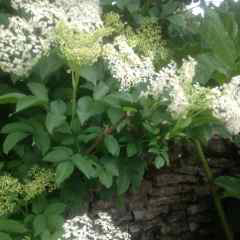 Elder flowers for Cordial