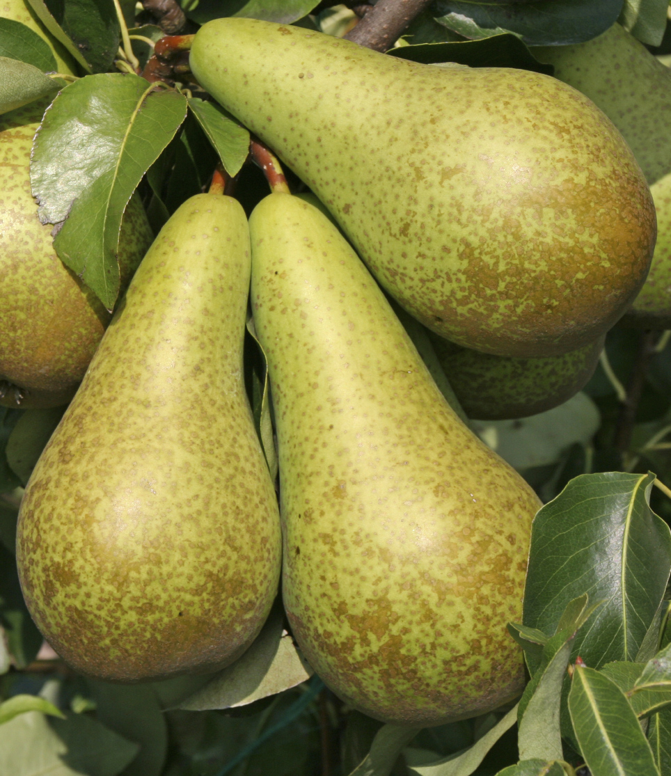 Pears to Grow