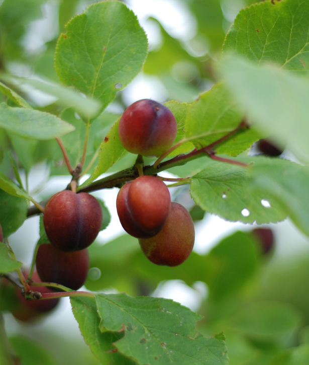 grow great plums for flavour